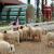 สวิสชีพฟาร์ม Swiss Sheep Farm ฟาร์มแกะที่ต้องแวะให้ได้