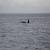 เที่ยวชมวาฬบรูด้า สัตว์หายาก ที่แหลมผักเบี้ย จังหวัดเพชรบุรี