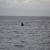 เที่ยวชมวาฬบรูด้า สัตว์หายาก ที่แหลมผักเบี้ย จังหวัดเพชรบุรี
